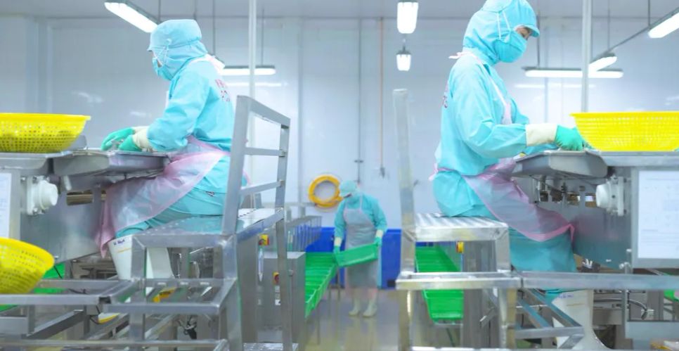 Chế biến tôm xuất khẩu tại Công ty CP Tập đoàn thủy sản Minh Phú (tỉnh Cà Mau) Chế biến tôm xuất khẩu tại Công ty CP Tập đoàn thủy sản Minh Phú (tỉnh Cà Mau)