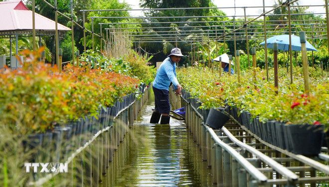 Độc đáo trồng hoa trên giàn ở Làng hoa Sa Đéc