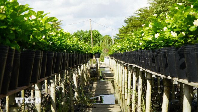 Độc đáo trồng hoa trên giàn ở Làng hoa Sa Đéc