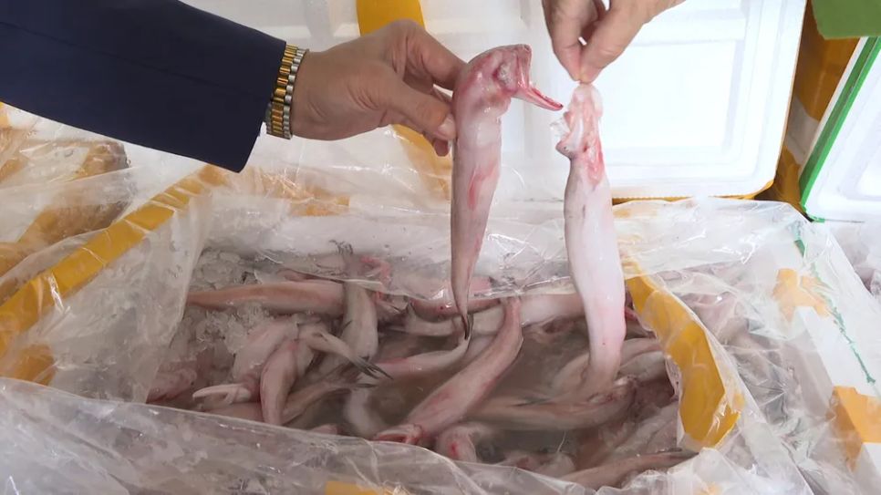 Cá khoai ngâm tẩm formol bị bắt giữ