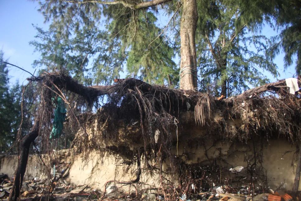 Cây dương liễu bị sóng biển đánh trơ gốc. Ảnh: NGUYỄN TRANG