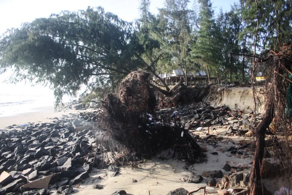 Dọc bãi biển, ngổn ngang cây cối ngã đổ vào sáng 23-12. Ảnh: NGUYỄN TRANG