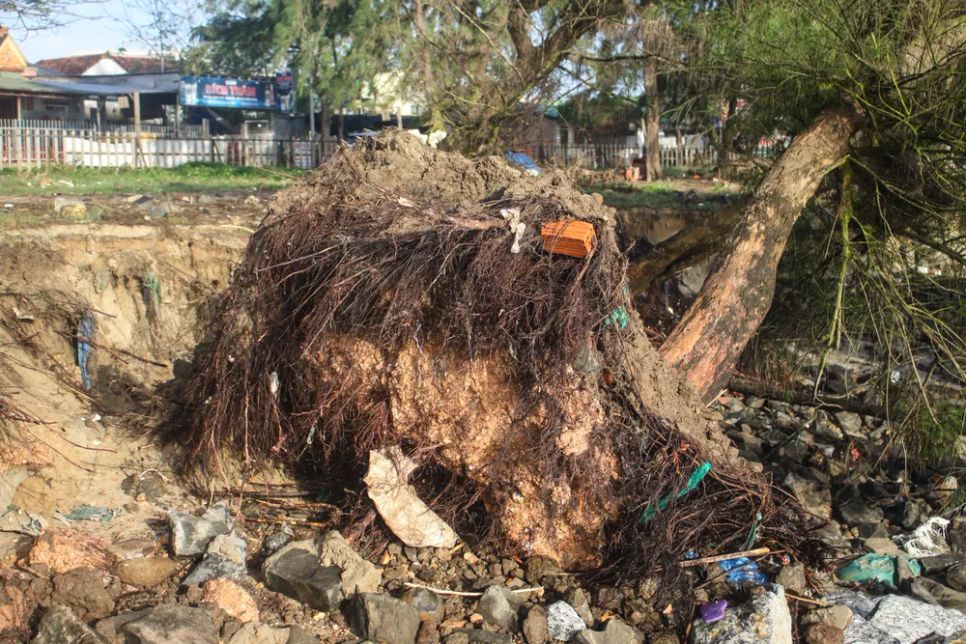 Gốc cây trơ trọi sau trận triều cường. Ảnh: NGUYỄN TRANG