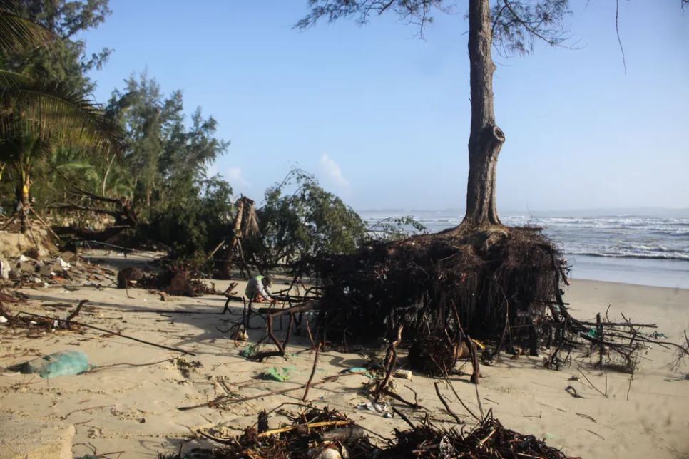 Một cây dương liễu bị sóng biển đánh xói lở gốc dù cây dương liễu vẫn đang đứng thẳng. Ảnh: NGUYỄN TRANG