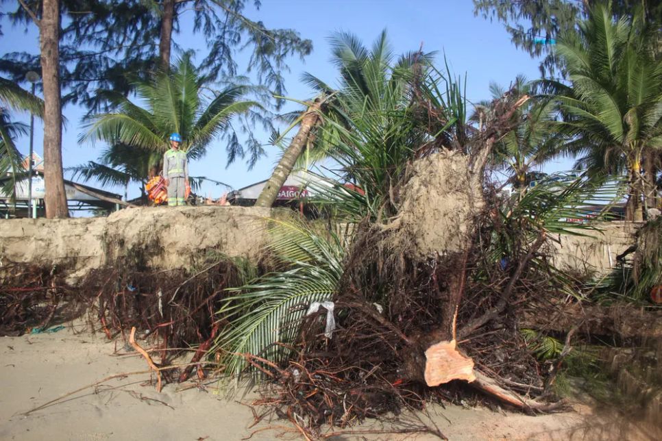 Nhiều cây dừa dọc bãi biển Mỹ Khê, xã Tịnh Khê, bị sóng đánh ngã. Ảnh: NGUYỄN TRANG