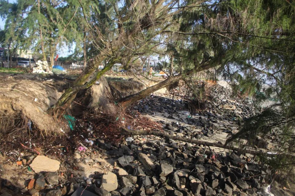 Những cây dương liễu vẫn còn xanh tươi đã bị sóng đánh ngã chỉ sau 1 đêm. Ảnh: NGUYỄN TRANG