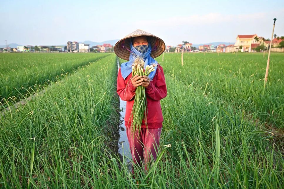 Cánh đồng trồng hành, tỏi ở TP Hải Phòng phục vụ mùa tết