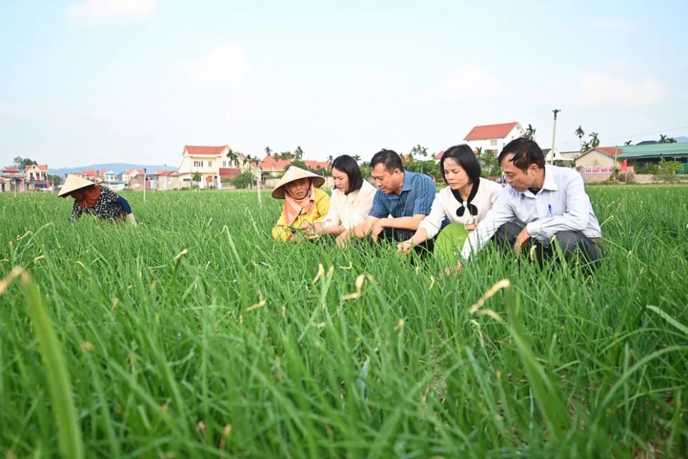 Tham quan thực tế cánh đồng trồng hành, tỏi tết trong vụ đông 2025-2026 tại TP Hải Phòng. Ảnh: M.X.N