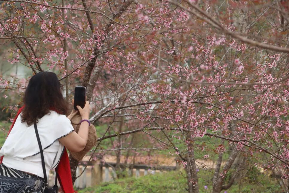 Du khách chụp ảnh hoa anh đào ở Măng Đen