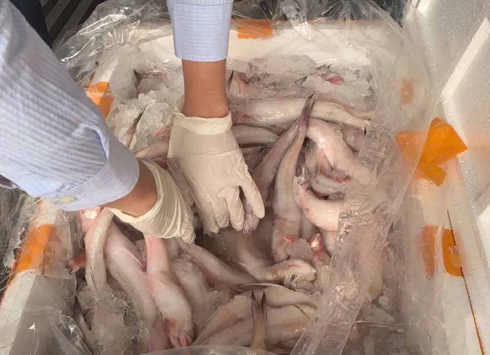 Lô cá khoai ướp chất cấm. Ảnh: DMS