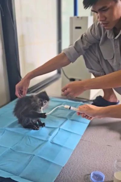 10 năm Vinpearl Safari Phú Quốc: Dấu ấn tiên phong của Safari bán hoang dã đầu tiên tại Việt Nam