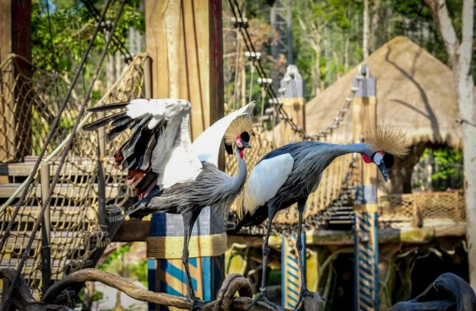 10 năm Vinpearl Safari Phú Quốc: Dấu ấn tiên phong của Safari bán hoang dã đầu tiên tại Việt Nam