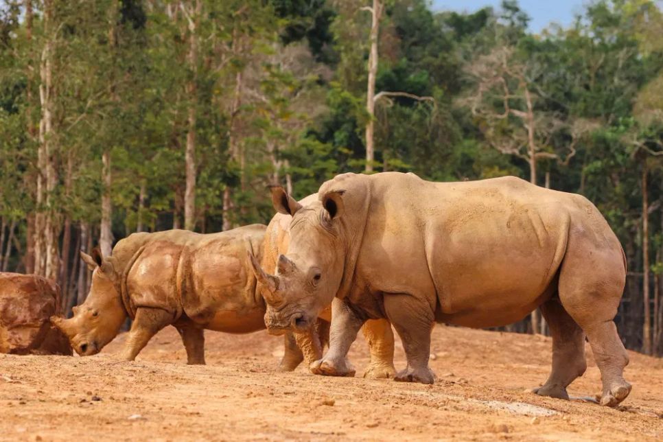 Những ngôi nhà được kiến tạo bằng trái tim và chuẩn sống xanh cho “cư dân” hoang dã. Ảnh: <span style=