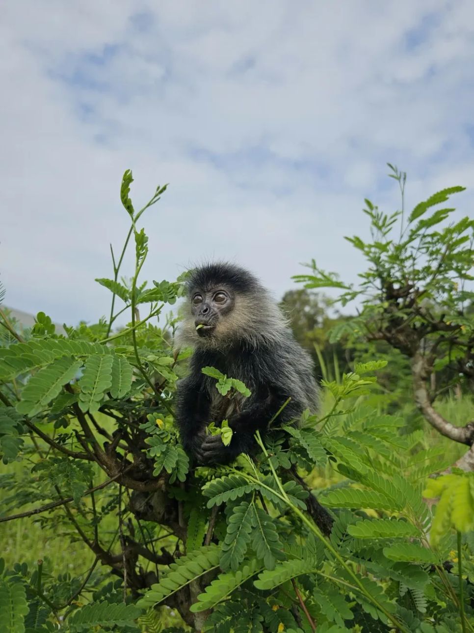 Nơi những cuộc đời hoang dã được tái sinh từ lồng sắt và xiềng xích. Ảnh: <span style=