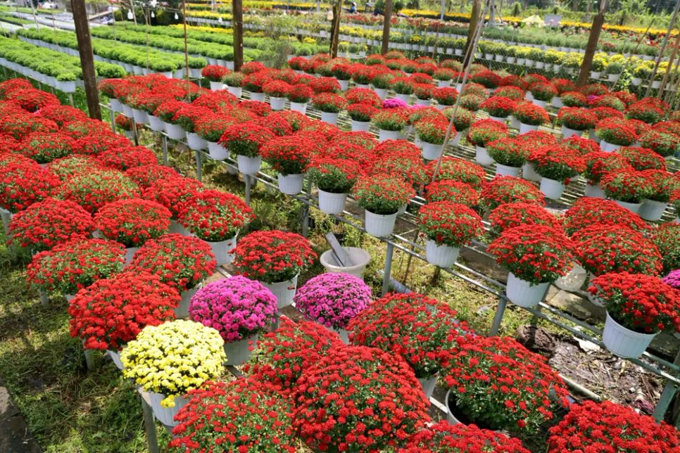 Mỗi nhà vườn là một “đại sứ” của Làng hoa Sa Đéc Mỗi nhà vườn là một “đại sứ” của Làng hoa Sa Đéc