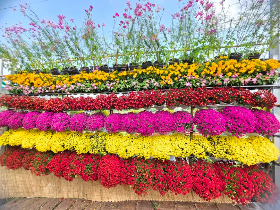 Mỗi nhà vườn là một “đại sứ” của Làng hoa Sa Đéc Mỗi nhà vườn là một “đại sứ” của Làng hoa Sa Đéc