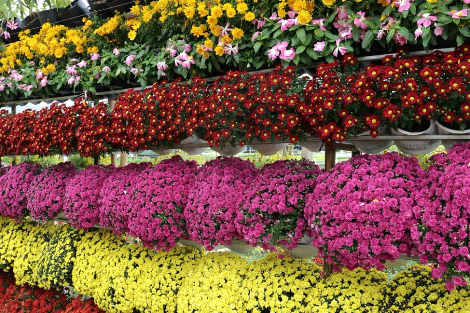 Mỗi nhà vườn là một “đại sứ” của Làng hoa Sa Đéc Mỗi nhà vườn là một “đại sứ” của Làng hoa Sa Đéc