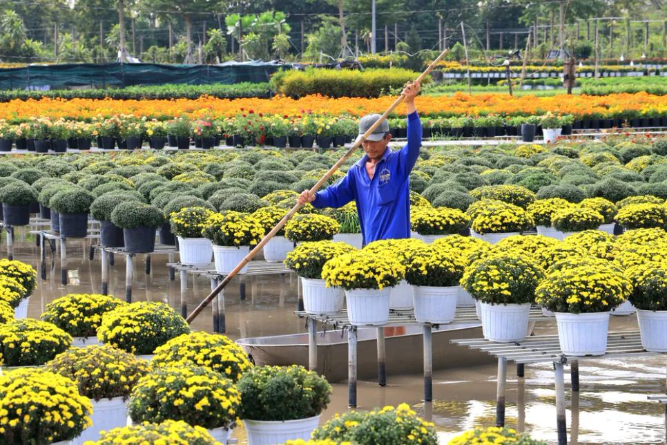 Mỗi nhà vườn là một “đại sứ” của Làng hoa Sa Đéc Mỗi nhà vườn là một “đại sứ” của Làng hoa Sa Đéc