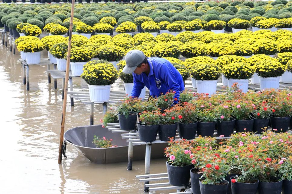 Mỗi nhà vườn là một “đại sứ” của Làng hoa Sa Đéc Mỗi nhà vườn là một “đại sứ” của Làng hoa Sa Đéc