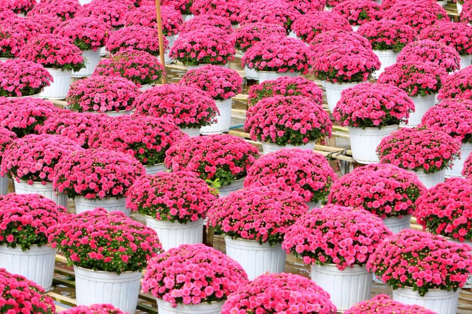 Mỗi nhà vườn là một “đại sứ” của Làng hoa Sa Đéc Mỗi nhà vườn là một “đại sứ” của Làng hoa Sa Đéc