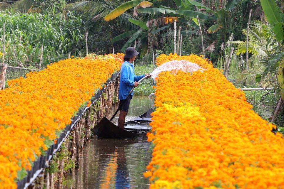 Mỗi nhà vườn là một “đại sứ” của Làng hoa Sa Đéc Mỗi nhà vườn là một “đại sứ” của Làng hoa Sa Đéc