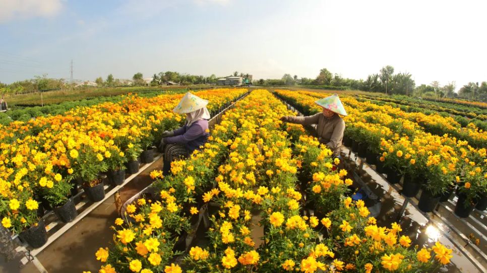 Mỗi nhà vườn là một “đại sứ” của Làng hoa Sa Đéc Mỗi nhà vườn là một “đại sứ” của Làng hoa Sa Đéc