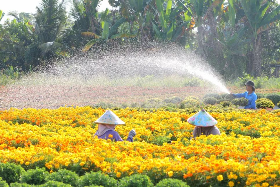 Mỗi nhà vườn là một “đại sứ” của Làng hoa Sa Đéc Mỗi nhà vườn là một “đại sứ” của Làng hoa Sa Đéc