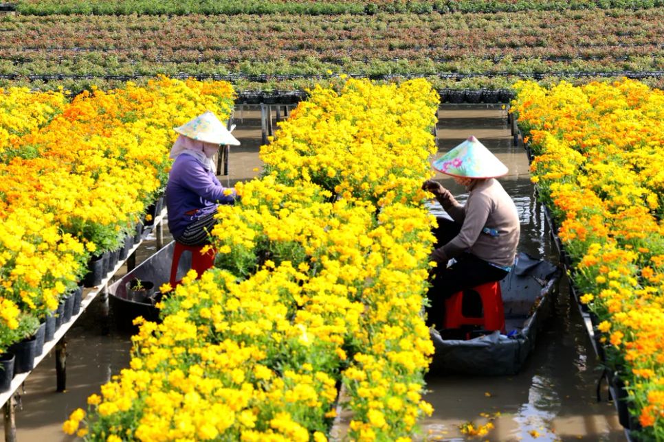 Mỗi nhà vườn là một “đại sứ” của Làng hoa Sa Đéc Mỗi nhà vườn là một “đại sứ” của Làng hoa Sa Đéc