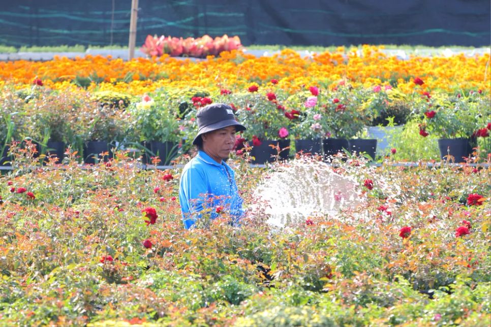 Mỗi nhà vườn là một “đại sứ” của Làng hoa Sa Đéc Mỗi nhà vườn là một “đại sứ” của Làng hoa Sa Đéc