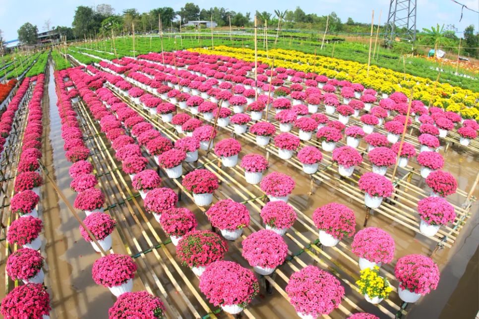 Mỗi nhà vườn là một “đại sứ” của Làng hoa Sa Đéc Mỗi nhà vườn là một “đại sứ” của Làng hoa Sa Đéc