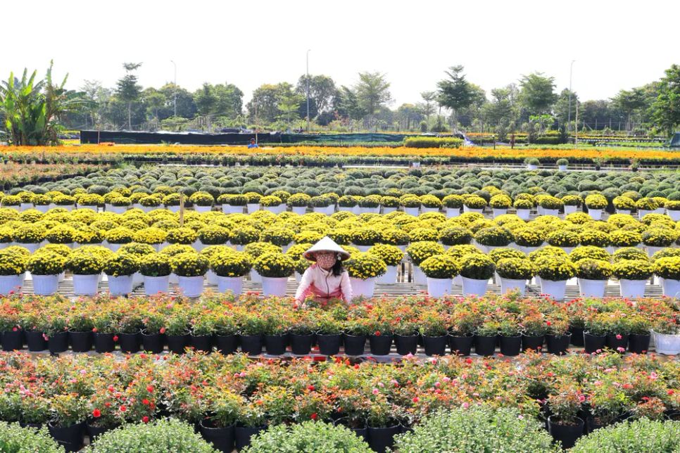 Mỗi nhà vườn là một “đại sứ” của Làng hoa Sa Đéc Mỗi nhà vườn là một “đại sứ” của Làng hoa Sa Đéc