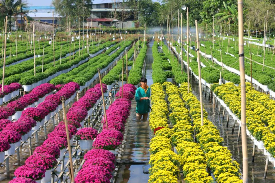 Mỗi nhà vườn là một “đại sứ” của Làng hoa Sa Đéc Mỗi nhà vườn là một “đại sứ” của Làng hoa Sa Đéc