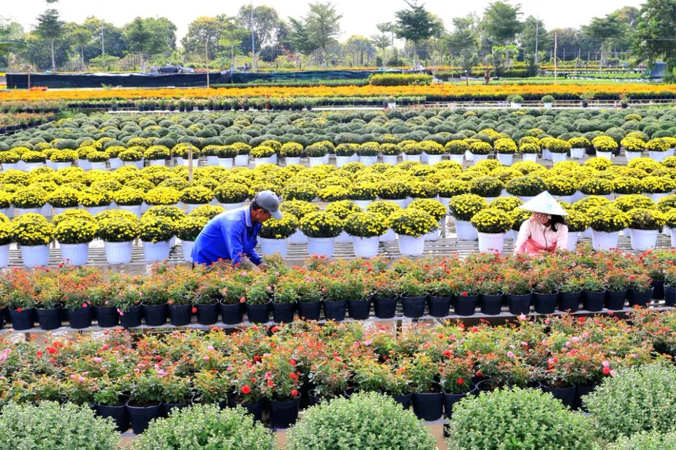 Mỗi nhà vườn là một “đại sứ” của Làng hoa Sa Đéc Mỗi nhà vườn là một “đại sứ” của Làng hoa Sa Đéc