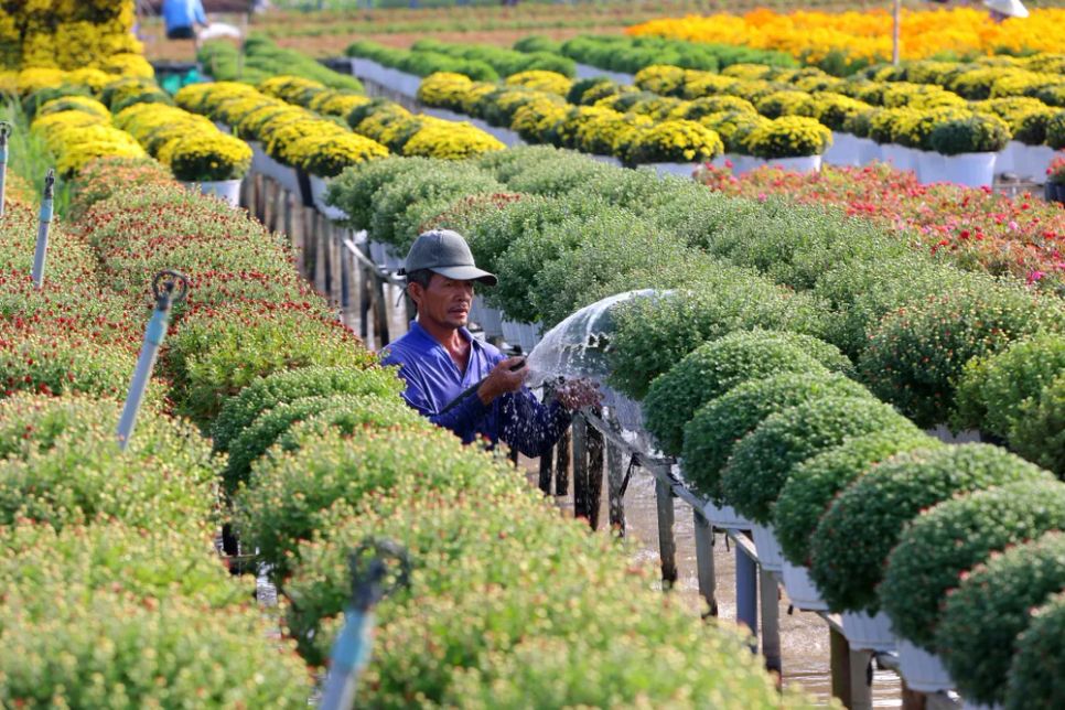 Mỗi nhà vườn là một “đại sứ” của Làng hoa Sa Đéc Mỗi nhà vườn là một “đại sứ” của Làng hoa Sa Đéc