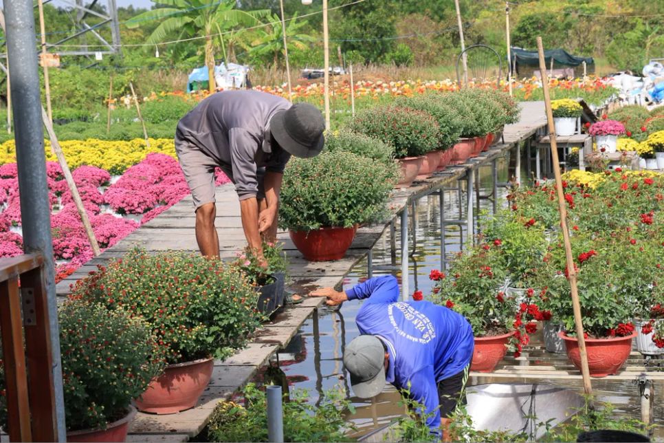 Nông dân đang tiếp tục hoàn thiện tác phẩm hoa chào đón ngày hội lớn nhất trong năm Nông dân đang tiếp tục hoàn thiện tác phẩm hoa chào đón ngày hội lớn nhất trong năm