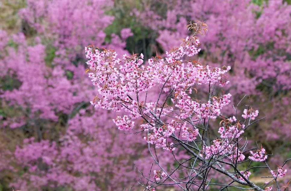 <p>Những chùm hoa lung linh khoe sắc, tạo nên một bức tranh thiên nhiên tuyệt đẹp trên mảnh đất Mù Cang Chải.</p>