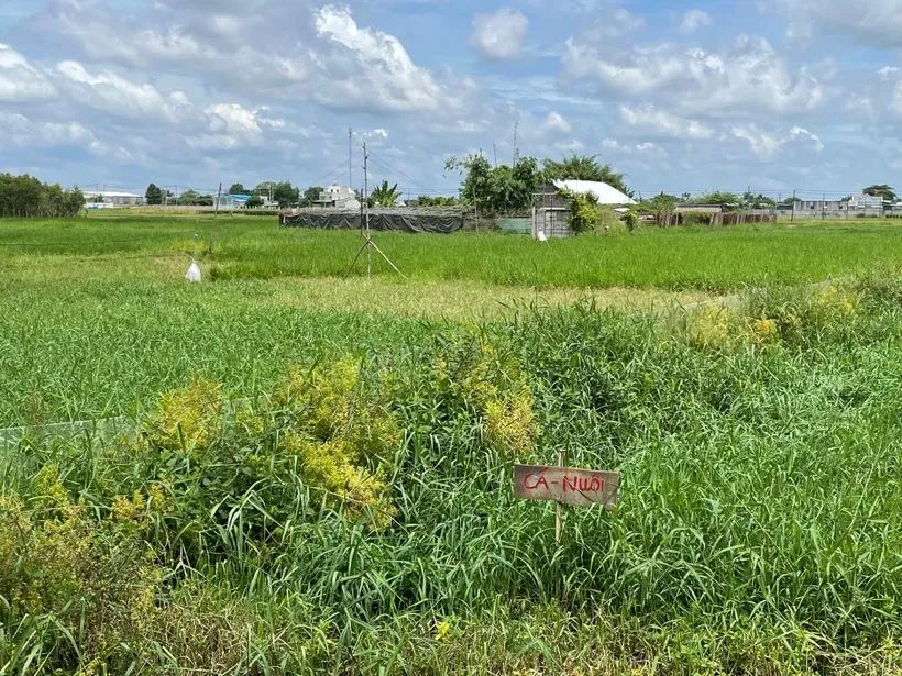 Dự kiến giá đất nông nghiệp trên địa bàn TPHCM cao nhất là 1.440 ngàn đồng/m2