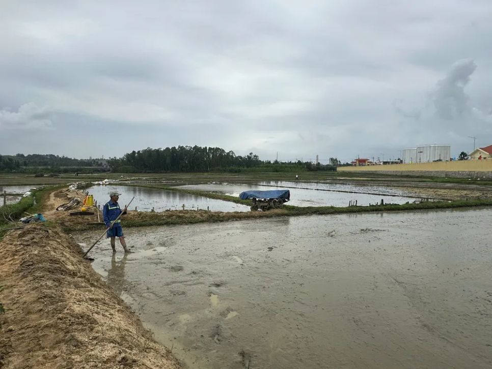 Đồng ruộng của người dân thôn Thuận Phước đang canh tác bị ảnh hưởng do sự cố tràn dầu Đồng ruộng của người dân thôn Thuận Phước đang canh tác bị ảnh hưởng do sự cố tràn dầu