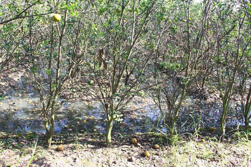 Cam sành thiệt hại nặng do triều cường dâng cao.