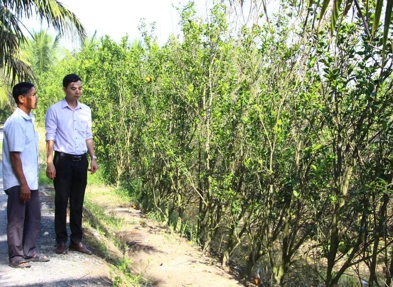 Cây cam sành héo lá, vàng lá, ảnh hưởng năng suất vụ tiếp theo.