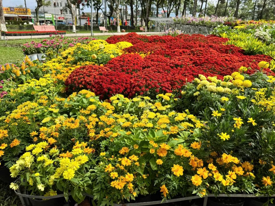 Các giống hoa mới như hoa nghệ tây, cúc sakura, cúc mâm xôi nhiều màu... tạo sự đặc sắc và đang dạng chủng loại hoa cho bản đồ