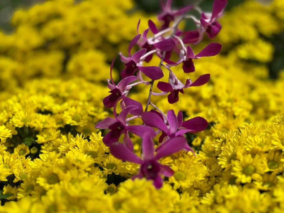 Độc đáo bản đồ Việt Nam kết tinh từ 1.000 giống hoa tại Sa Đéc