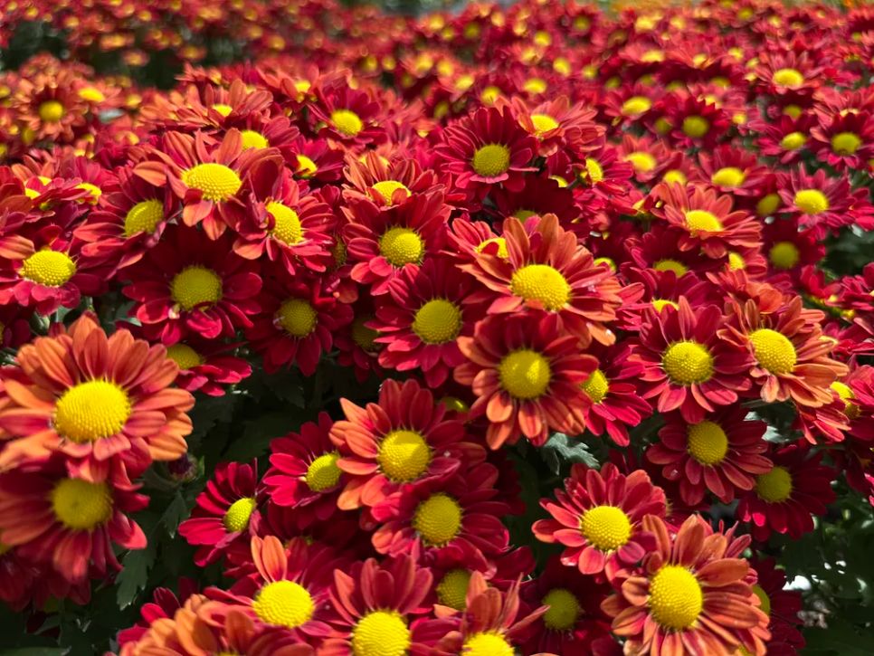 Độc đáo bản đồ Việt Nam kết tinh từ 1.000 giống hoa tại Sa Đéc