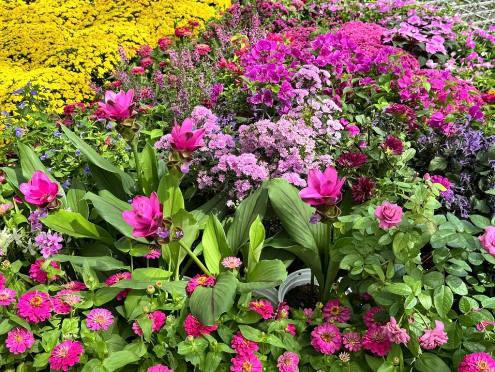 Độc đáo bản đồ Việt Nam kết tinh từ 1.000 giống hoa tại Sa Đéc