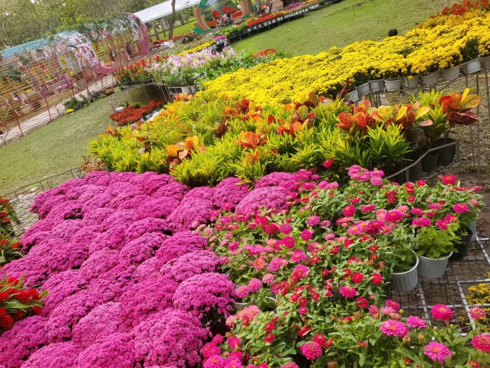 Độc đáo bản đồ Việt Nam kết tinh từ 1.000 giống hoa tại Sa Đéc