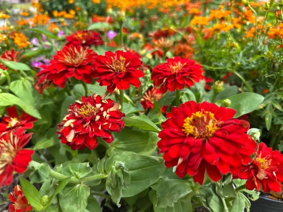 Độc đáo bản đồ Việt Nam kết tinh từ 1.000 giống hoa tại Sa Đéc