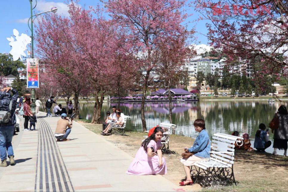 Đà Lạt: Lễ hội hoa Mai anh đào sẽ kéo dài 1 tháng