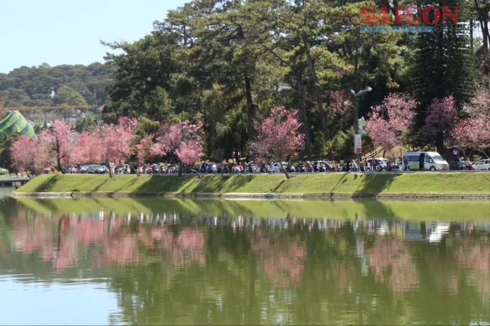 Đà Lạt: Lễ hội hoa Mai anh đào sẽ kéo dài 1 tháng