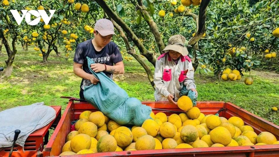 <p>Anh Nguyễn Gia Dũng, chủ vườn bưởi Diễn rộng hơn 4 ha với khoảng 2.000 gốc cho biết, năm nay gia đình anh dự kiến thu hoạch khoảng 170.000 quả bưởi. Tuy nhiên, đợt mưa lũ vừa qua đã gây thiệt hại không nhỏ khi vườn bưởi bị ngập tới 3 lần, mỗi lần kéo dài khoảng 5 ngày, khiến sản lượng giảm khoảng 15%, tương đương gần 20.000 quả do rụng và ngập úng.</p>