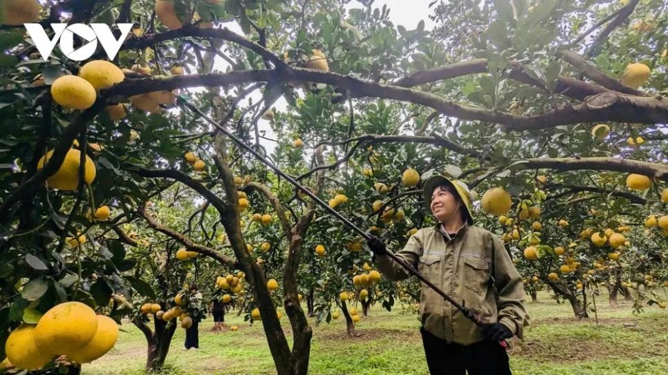 <p>Còn gần 2 tháng nữa mới đến Tết Nguyên đán 2026 nhưng nhiều ngày nay, từ sáng sớm, không khí lao động tại các vườn bưởi Diễn đã trở nên rộn ràng. Các nhà vườn tất bật thu hoạch những quả bưởi vàng tươi, chuẩn bị nguồn hàng phục vụ thị trường Tết.</p>
